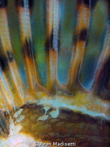 Lionfish abstract. 
SeaLife DC1400, 
Dragon video light... by Arun Madisetti 